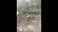 كلب ذكر شرس