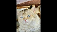 قط ذكر سكوتش ستريت بيور