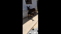 حماره نضيفه وعماله وعاقله عراكب العمر 6 سنين