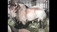 خارف عمرو 8 شهور