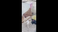 دكر حبش سوري ضخم الف الف