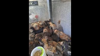 صيصان بلدي عمر شهرين