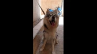 هاسكي