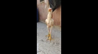 جوز فراخ كوبرا على ملايا