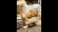 جوز براهما ديك بلو بف وفرخة ليموني