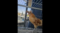 ديك بلوني