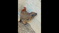 بيض براهما
