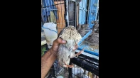 22 حبة فر على وجه بيض و 20 فراخ دجاج عمر شهر