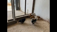 8 حبات كوتشينا