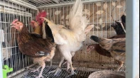 فراخ بلدخ