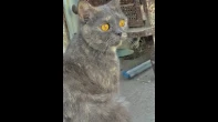 قطة انثى بريطاني