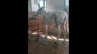 حمار وحمارة