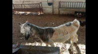 عنزة