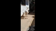 حماره نضيفه وعماله وعاقله العمر 7سنين