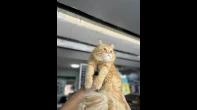 قط شيرازي للتّبني