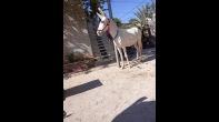 حمارة للبيع عمر سنه وثلاث شهور