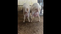نعجتين اخر موديل وحده عابوره