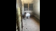 خروف أبيض