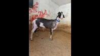 خاروف اخر موديل