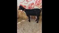 عنزتين اخر موديل وحده وراها توأم
