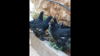7 فراخ براهما مولتد للبيع