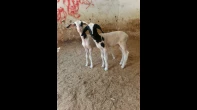 نعجه اخر موديل وراها توأم عابورات