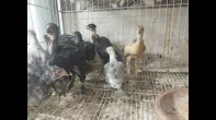 صيصان بلدي