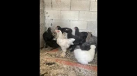 دجاج براهما بكل ألوانه