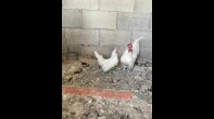 دجاج شابو للبيع