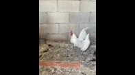 دجاج سيراما امريكى للبيع