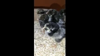 صيصان وايندوت سلفر وسبلاش واندونيسي وساسكس وملكي ابيض وايزابراون