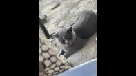 قطة أنثى برتش