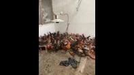 دجاجة الفيومي الدهبي