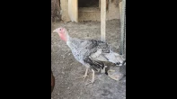 12 حبة حبش أمريكي للبيع