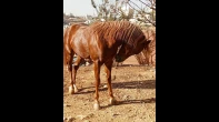 حصان عربي للبيع