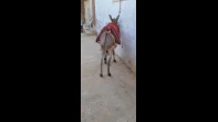 حمار  5 سنين للبيع