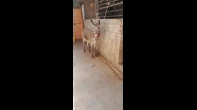 حمار فحل