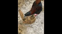 جوز شايش دجاج كرميدي