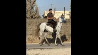 حصان ثلاث سنين عالي وضخم