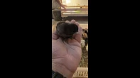 صيصان