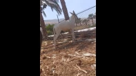 حمار أبيض للبيع