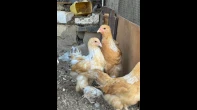 فراخ براهما ليموني
