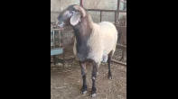 غنمة جدع من سلالة العواسي