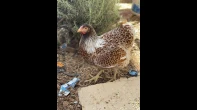 4 فراخ دجاج