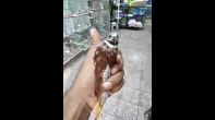 حمام ماسي(الصيني)