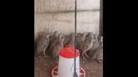 فراخ شنار أعمار من شهرين _ 3شهور