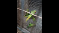 3 جواز عصافير بسعر مناسب