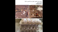 بيض فيومي ذهبي