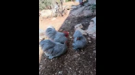 دجاج كوتشينا لافندر