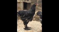 جوز دجاج  براهما